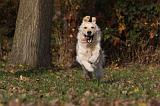 GOLDEN RETRIEVER 819